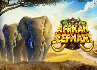 African Elephant - SNIPLAY88